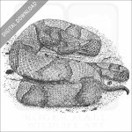 Osage Copperhead