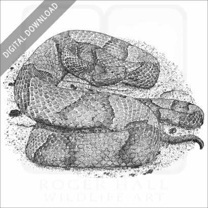 Osage Copperhead
