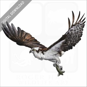 Osprey stock image