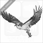 Osprey