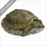 Ouachita Map Turtle stock image