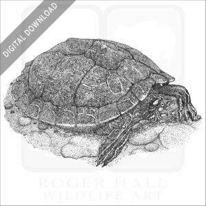 Ouachita Map Turtle