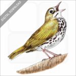 Ovenbird stock image