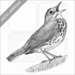 Ovenbird