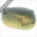 Pacific Angelshark stock image