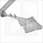 Pacific Angelshark