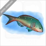 Pacific Creolefish stock image