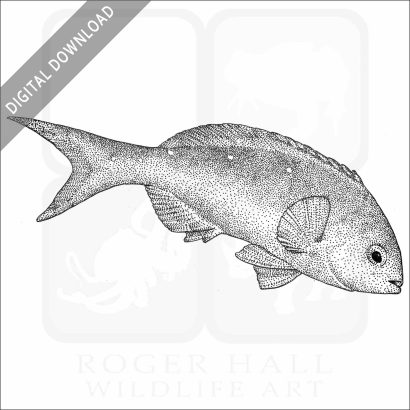 Pacific Creolefish