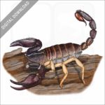 California Forest Scorpion stock image