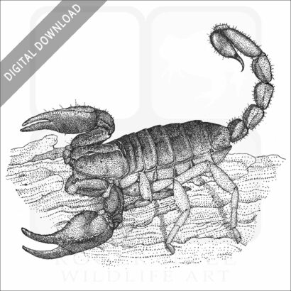 California Forest Scorpion