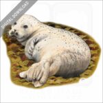 Pacific Harbor Seal stock image
