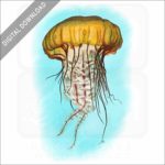 Pacific Sea Nettle Jellyfish stock image