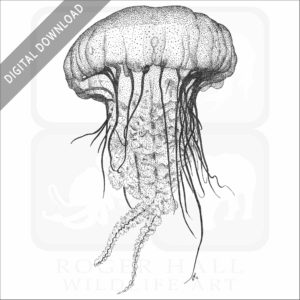 Pacific Sea Nettle Jellyfish