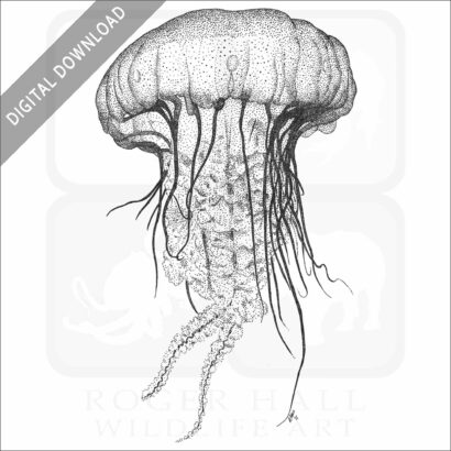 Pacific Sea Nettle Jellyfish