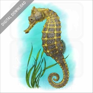 Pacific Seahorse stock image