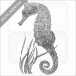Pacific Seahorse