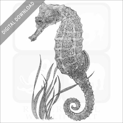 Pacific Seahorse