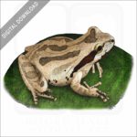 Pacific Tree Frog stock image