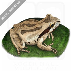 Pacific Tree Frog stock image