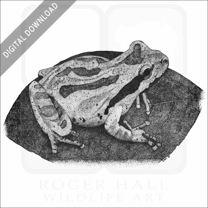 Pacific Treefrog