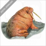 Pacific Walrus stock image