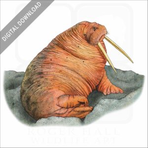 Pacific Walrus stock image