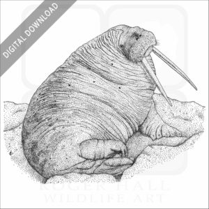 Pacific Walrus