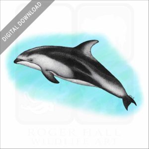 Pacific White-Sided Dolphin stock image
