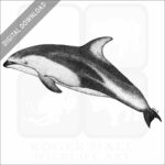 Pacific White-Sided Dolphin