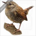 Pacific Wren stock image
