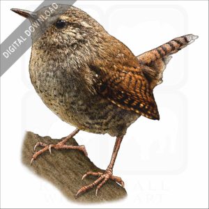 Pacific Wren stock image