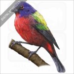 Painted Bunting stock image