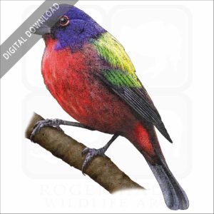 Painted Bunting stock image
