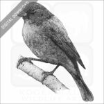 Painted Bunting