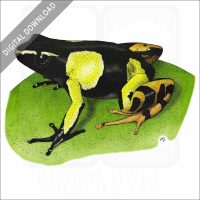Painted Mantella stock image