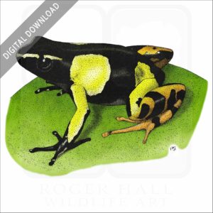 Painted Mantella stock image
