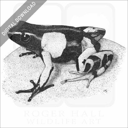 Painted Mantella