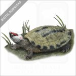 Painted Terrapin stock image