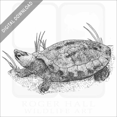 Painted Terrapin