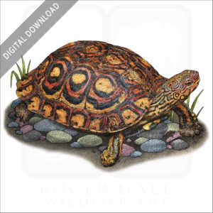 Painted Wood Turtle stock image