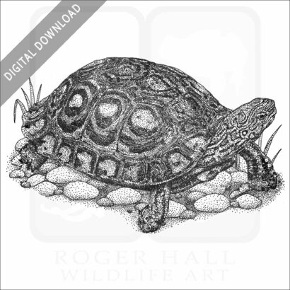 Painted Wood Turtle