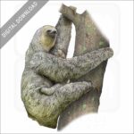 Pale-Throated Sloth stock image