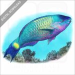 Palenose Parrotfish stock image
