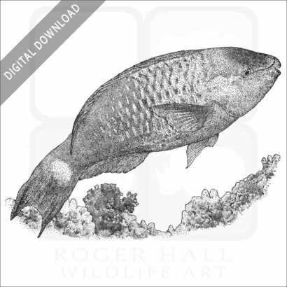 Palenose Parrotfish