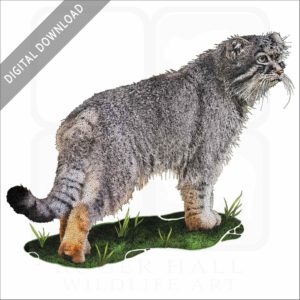 Pallas's Cat stock image