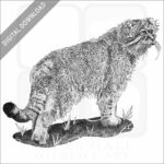Pallas's Cat