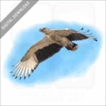 Palm Nut Vulture stock image