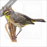 Palm Warbler stock image