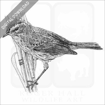 Palm Warbler