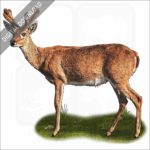 Pampas Deer stock image